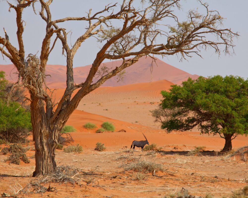 african-safari-2025-01-09-18-03-42-utc