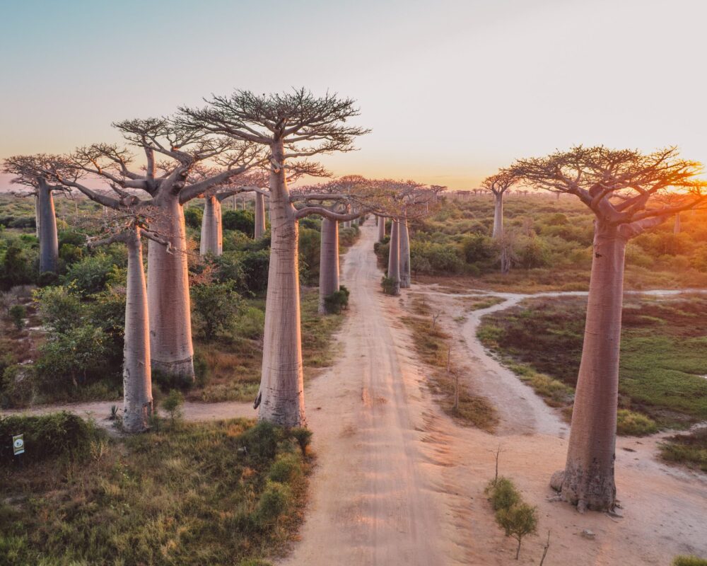 baobab-alley-madagascar-2024-12-05-19-56-24-utc